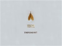 藏品(燈蛾29)的圖片